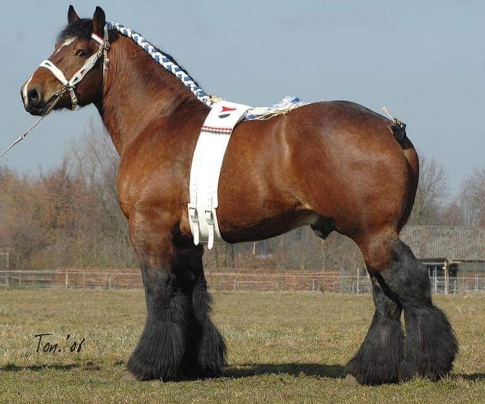 dutch draft Horse For Sale uk